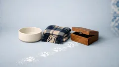 Memória dos gatos: o que a ciência revela sobre como eles se lembram de nós